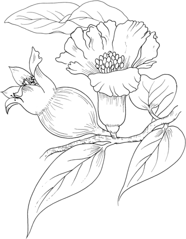 Coloring page ripening pomegranate